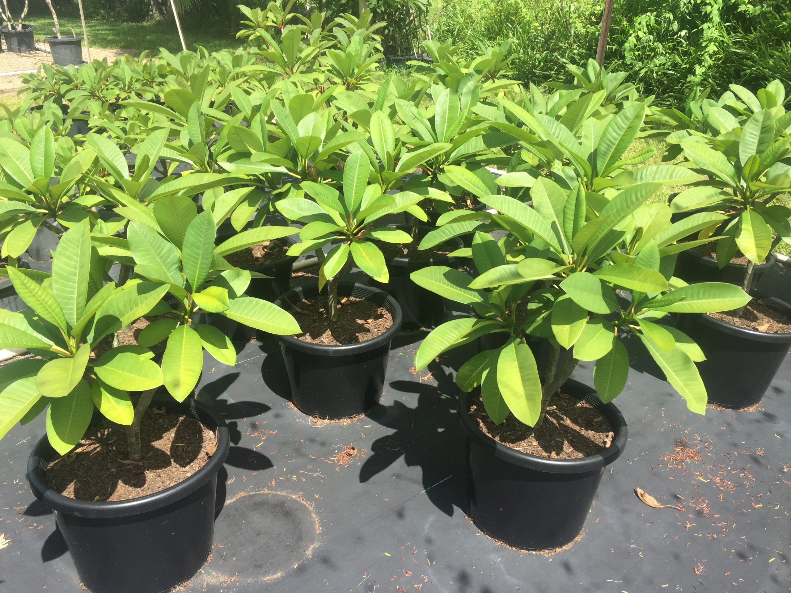 Potted Plumeria Plants - Frangipanis R Us